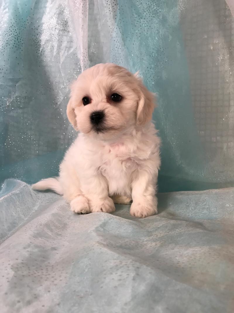 Soft, Fluffy, White, Male, Shih tzu Bichon, Teddy Bear Puppy For Sale Near The Iowa Minnesota Border